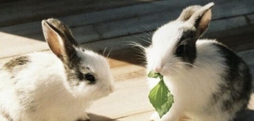 TERMS AND CONDITIONS